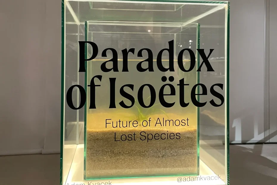 Paradox of Isoetes